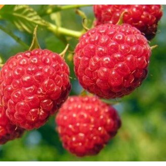 Rubus idaeus Octavia Malina Octavia red
