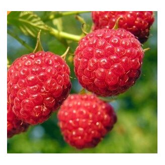 Rubus idaeus Octavia Malina Octavia červená