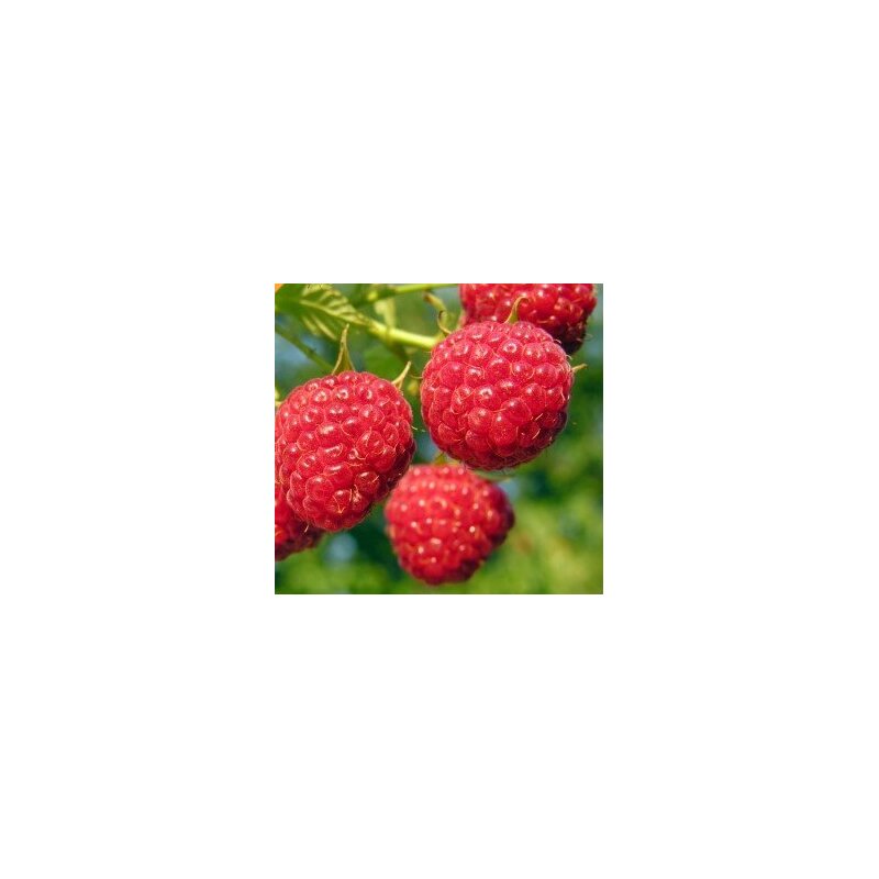 Rubus idaeus Octavia Malina Octavia červená