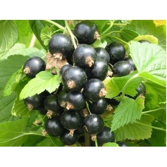 Ribes nigrum Ríbezla čierna Titania ker