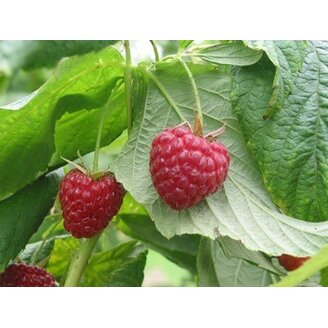 Rubus Malina