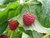 Rubus Malina