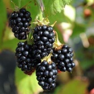 Chernica black satine Chernica Black Satine